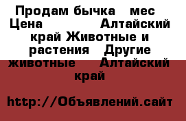 Продам бычка 8 мес › Цена ­ 22 000 - Алтайский край Животные и растения » Другие животные   . Алтайский край